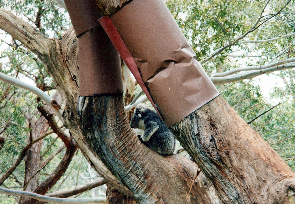 2000 - Australie 107T.jpg